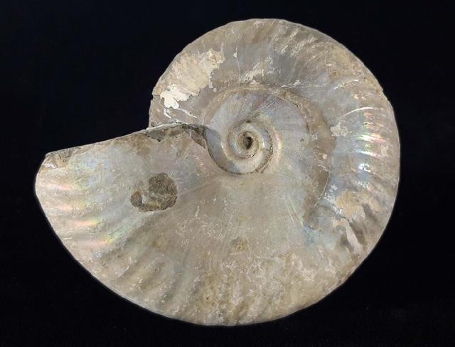 Cleoniceras (Grycia) cf. besairiei COLLIGNON 1949 - Bild © FossNet FossilienStore